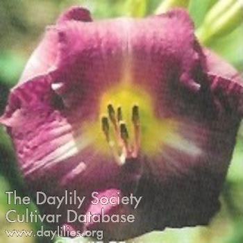 Daylily Grape Grandeur
